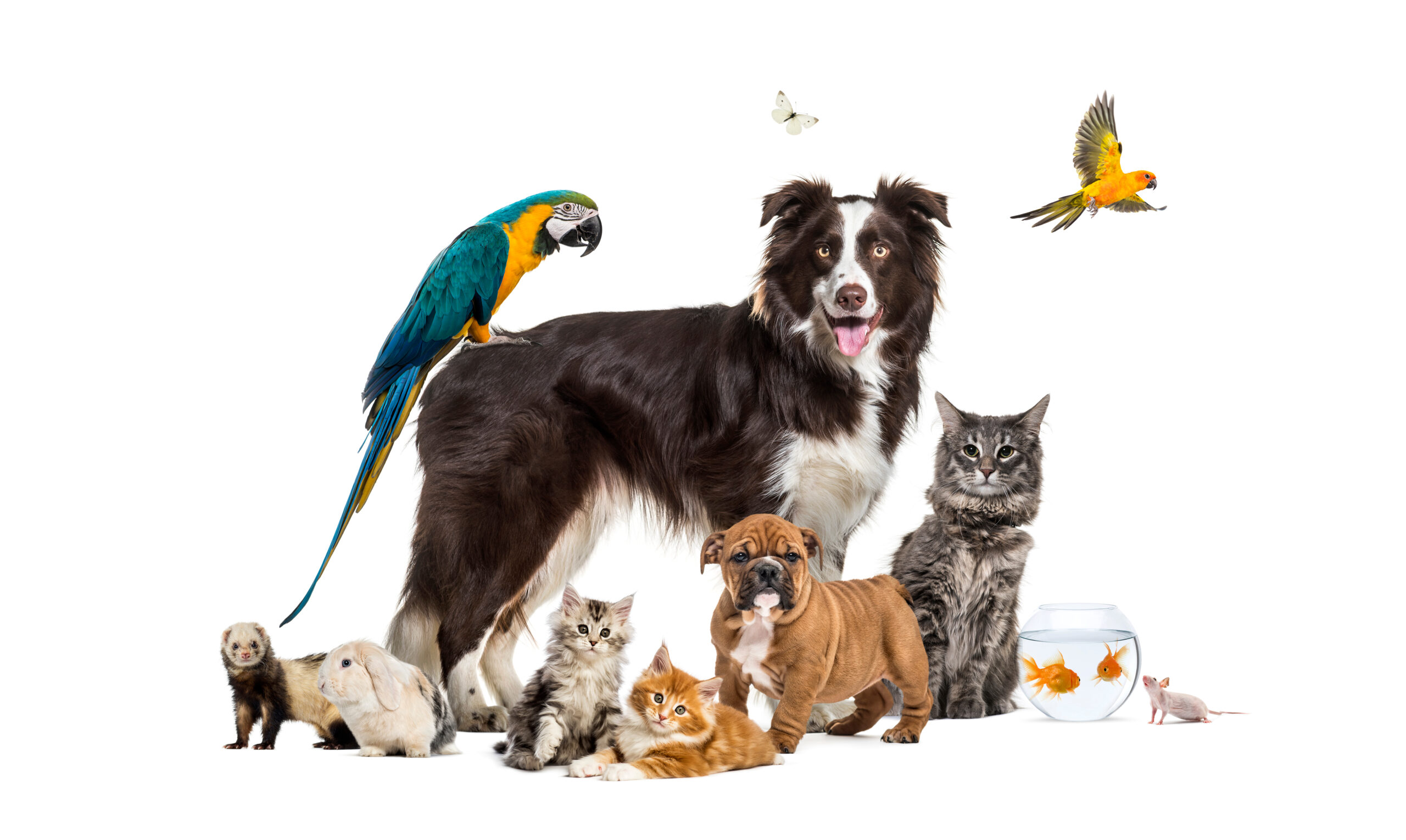 PetCare Innovation & Digital Transformation